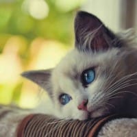 Ảnh đại diện Liễu Thùy My